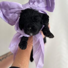 Cavapoo