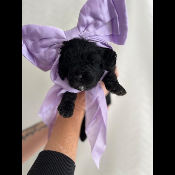 Cavapoo