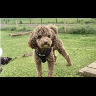 Cavapoo