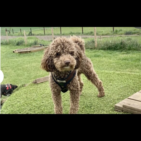 Cavapoo