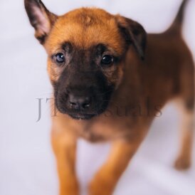 Belgian Shepherd Dog (Tervuren) - Both