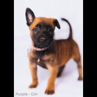 Belgian Shepherd Dog (Tervuren) - Both