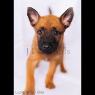 Belgian Shepherd Dog (Tervuren) - Both