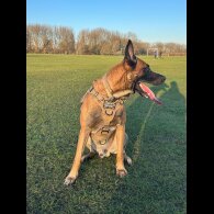 Belgian Shepherd Dog (Tervuren) - Both