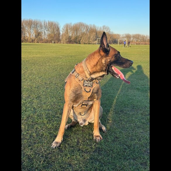 Belgian Shepherd Dog (Tervuren) - Both