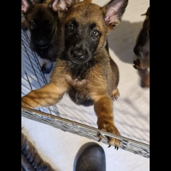 Belgian Shepherd Dog (Tervuren) - Both