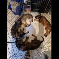 Belgian Shepherd Dog (Tervuren) - Both