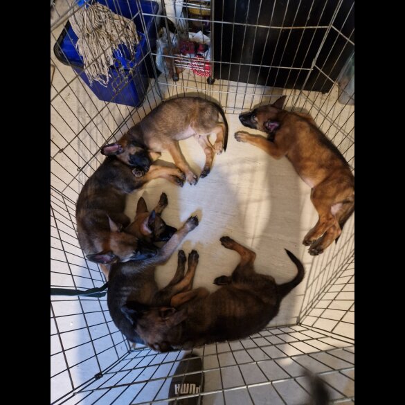 Belgian Shepherd Dog (Tervuren) - Both