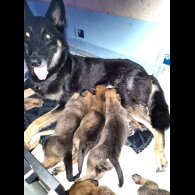 Belgian Shepherd Dog (Tervuren) - Both