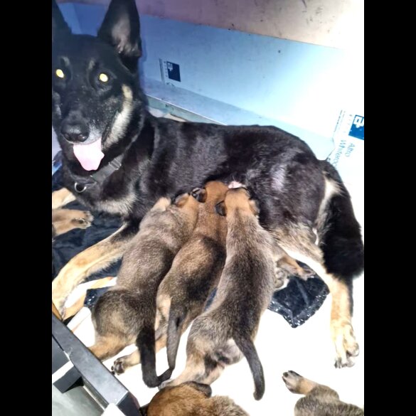 Belgian Shepherd Dog (Tervuren) - Both