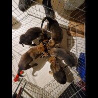 Belgian Shepherd Dog (Tervuren) - Both