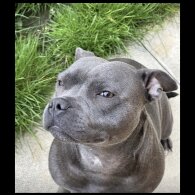 Staffordshire Bull Terrier