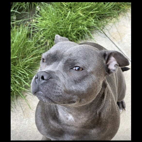 Staffordshire Bull Terrier