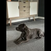 Staffordshire Bull Terrier