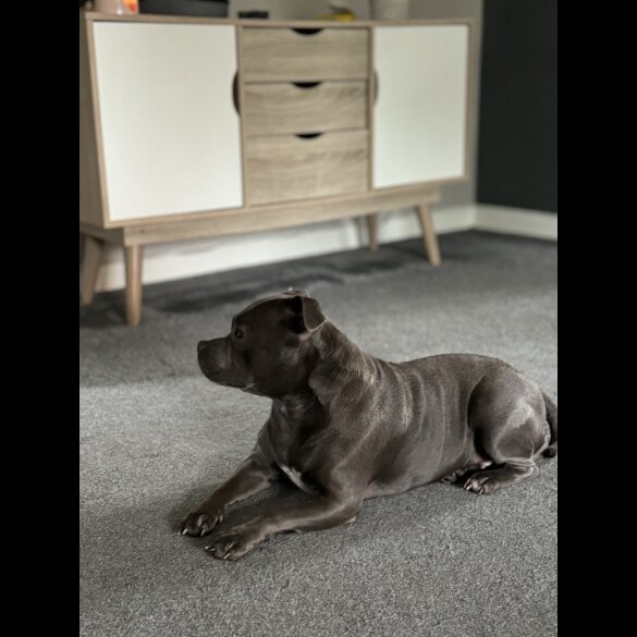 Staffordshire Bull Terrier