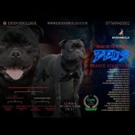Staffordshire Bull Terrier