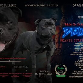 Staffordshire Bull Terrier