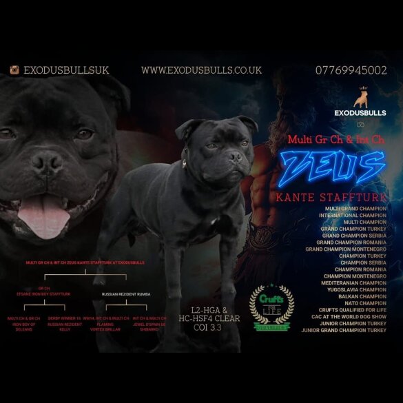 Staffordshire Bull Terrier