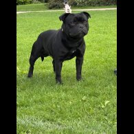 Staffordshire Bull Terrier
