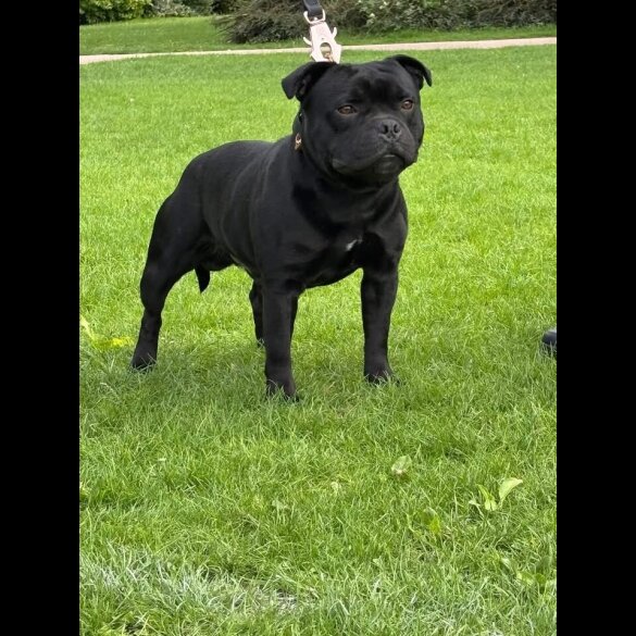 Staffordshire Bull Terrier
