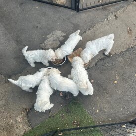 Bichon Frise