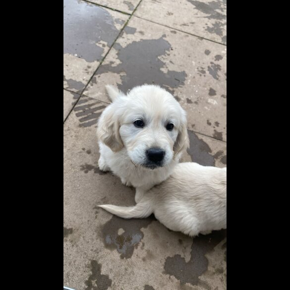 Golden Retriever - Both