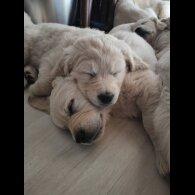 Golden Retriever - Both