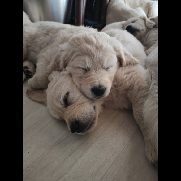 Golden Retriever - Both