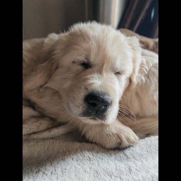 Golden Retriever - Both