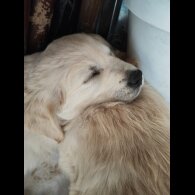 Golden Retriever - Both