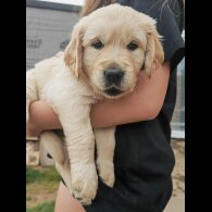 Golden Retriever - Both