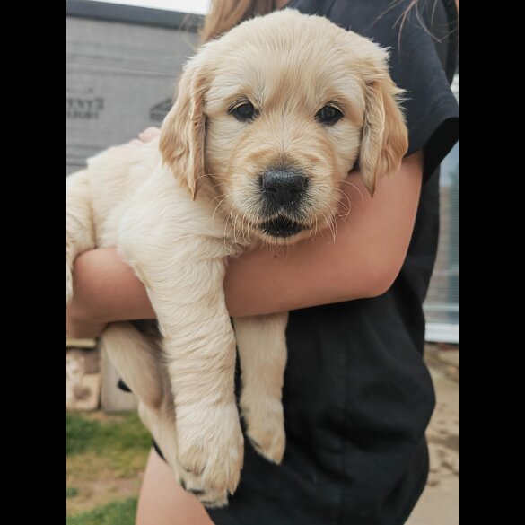 Golden Retriever - Both
