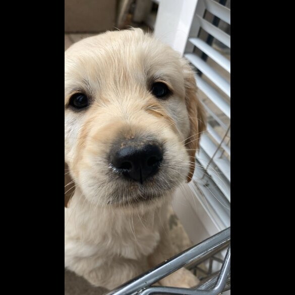 Golden Retriever - Both