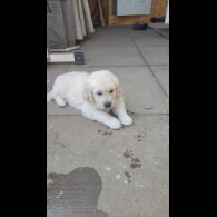 Golden Retriever - Both