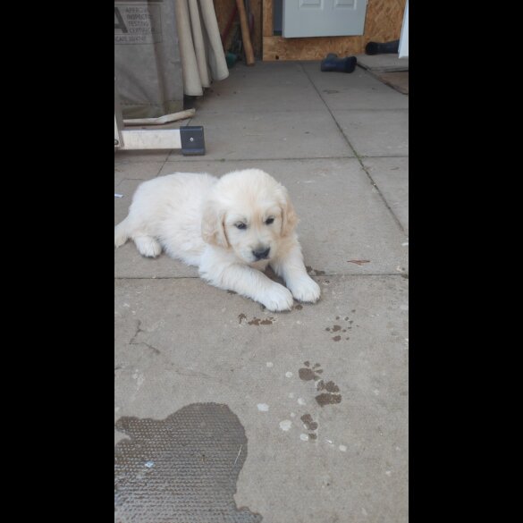 Golden Retriever - Both