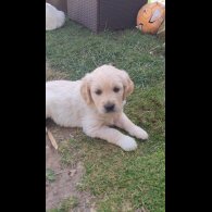 Golden Retriever - Both