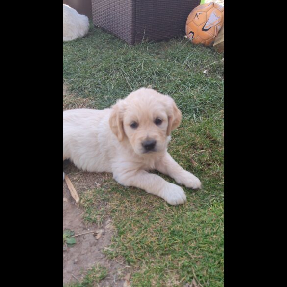 Golden Retriever - Both