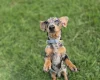 Dachshund (Smooth Haired)