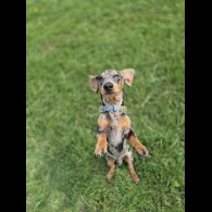 Dachshund (Smooth Haired)