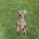 Dachshund (Smooth Haired)