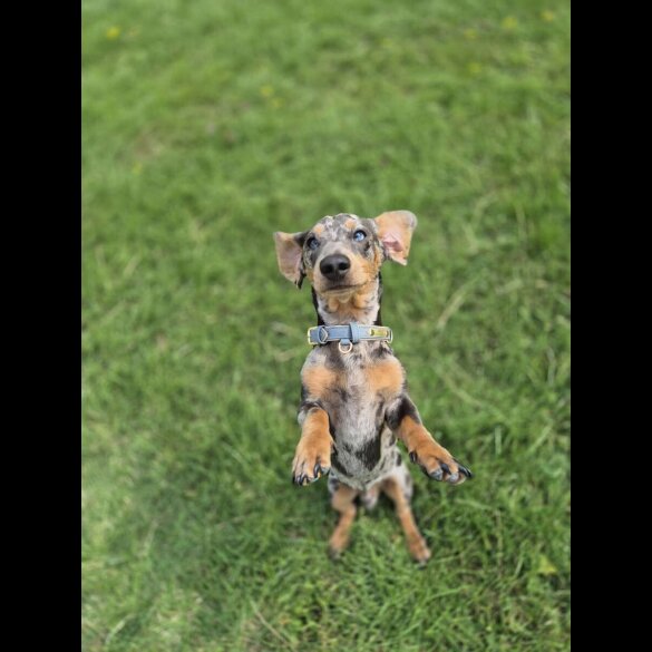 Dachshund (Smooth Haired)