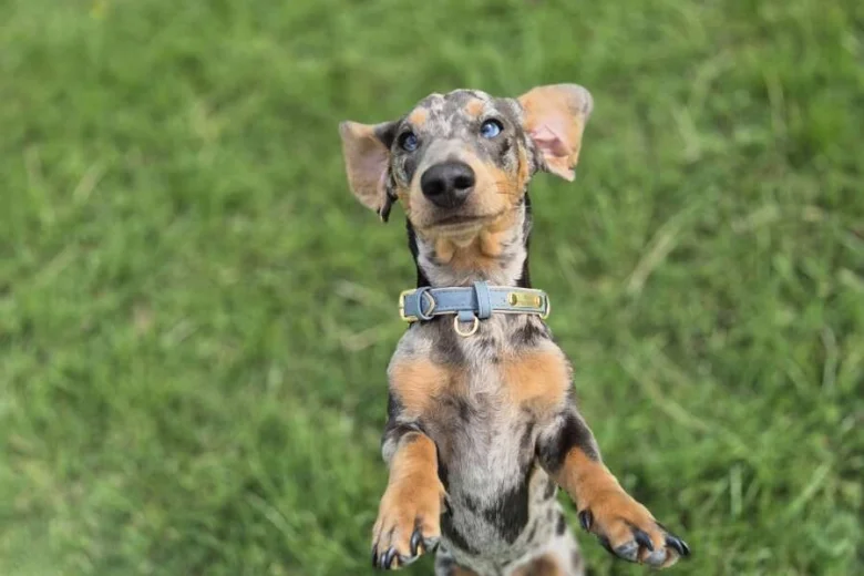 Dachshund (Smooth Haired)