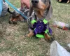 Dachshund (Smooth Haired)