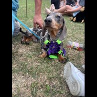 Dachshund (Smooth Haired)