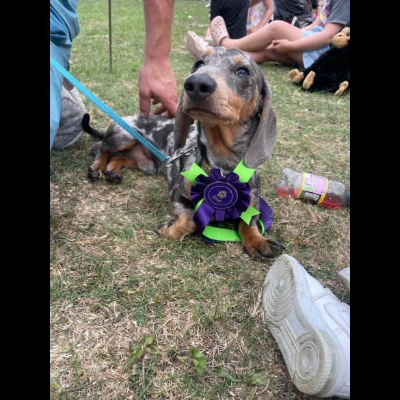 Dachshund (Smooth Haired)