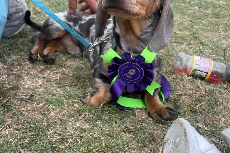 Dachshund (Smooth Haired)