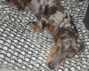Dachshund (Smooth Haired)