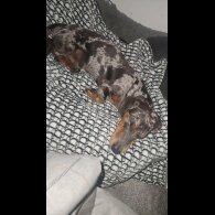 Dachshund (Smooth Haired)