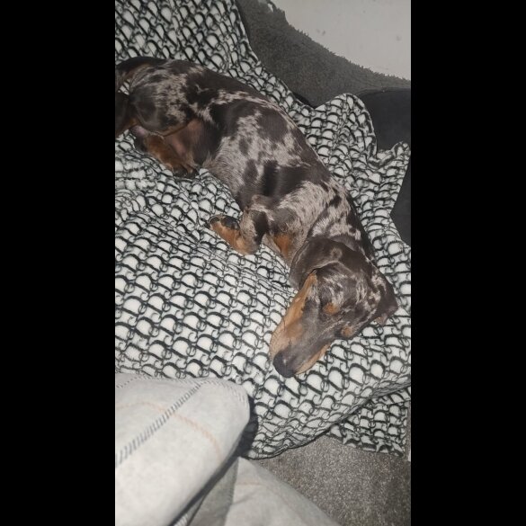 Dachshund (Smooth Haired)