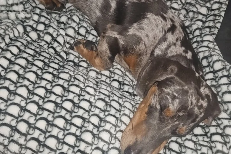 Dachshund (Smooth Haired)